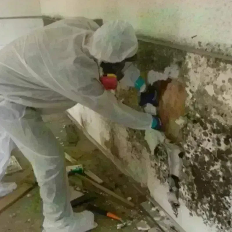 Mold Remediation and Removal in Paullina, IA